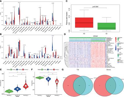 LTF Regulates the Immune Microenvironment of Prostate Cancer Through JAK/STAT3 Pathway